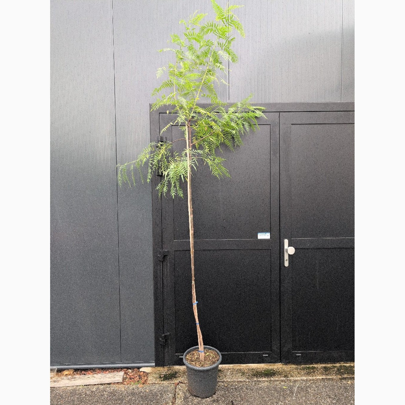 Pepparträd – Schinus molle - C15 200-250 CM